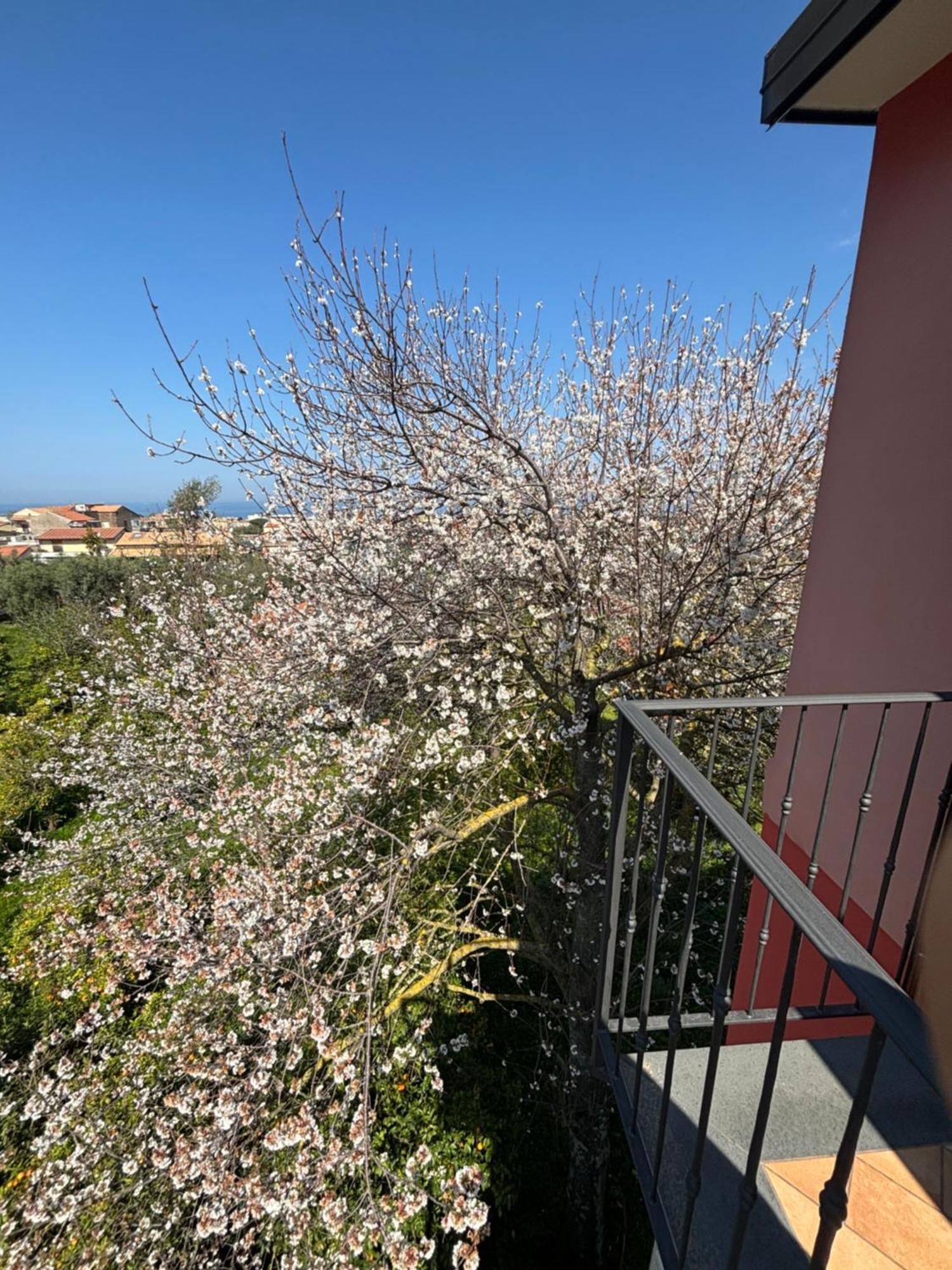 Intero Appartamento A Sant'Agnello , Le Ortensie Zewnętrze zdjęcie